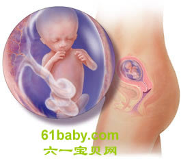 懷孕第14周胎兒發育情況圖片