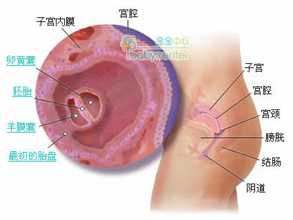 懷孕第4周胎兒發育情況圖片
