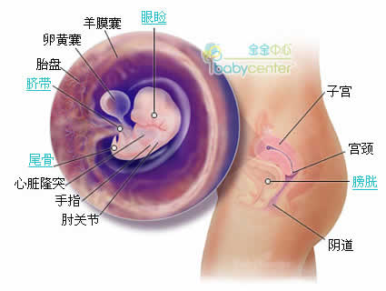 懷孕第7周胎兒發育情況圖片