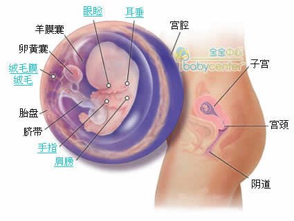 懷孕第9周胎兒發(fā)育情況圖片